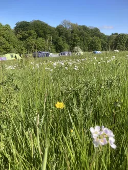 Meadow Wild Flowers