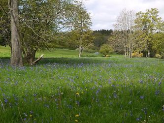 bluebell-field