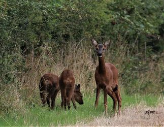 Deer at Walkmill. Photo Credit Sue o' Brien