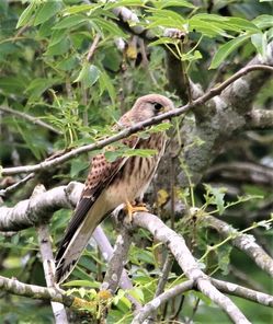 Kestrel at Walkmill. Photo Credit Sue o' Brien