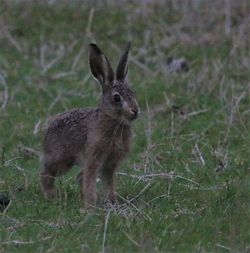 Leveret at Walkmill. Photo Credit Sue o'Brien (2)