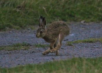 Leveret at Walkmill. Photo Credit Sue o'Brien