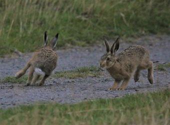 Leverets at Walkmill.Photo Credit Sue o'Brien