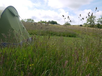 Tent showing Meadow Grass