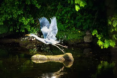 Walkmill Heron