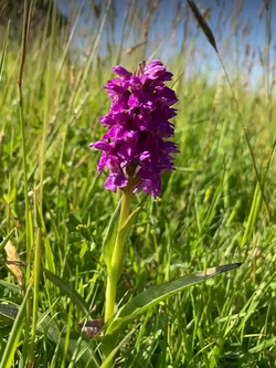 Walkmill-Wild-Flower-2