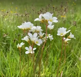 Walkmill-Wild-Flower